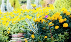 Flowers in a garden.