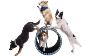 four dogs playing around large tube and having fun