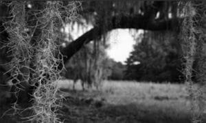 Black and white photo of a grass field and trees.